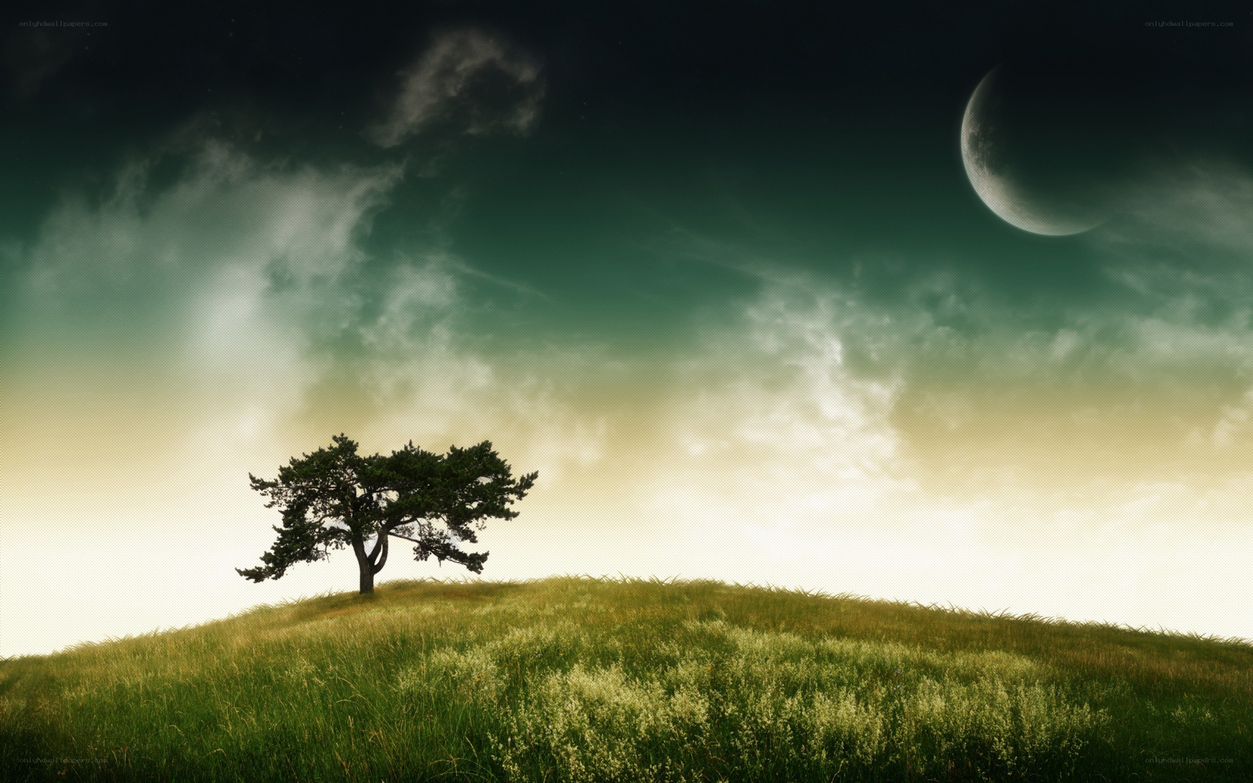Solitary tree on a hill