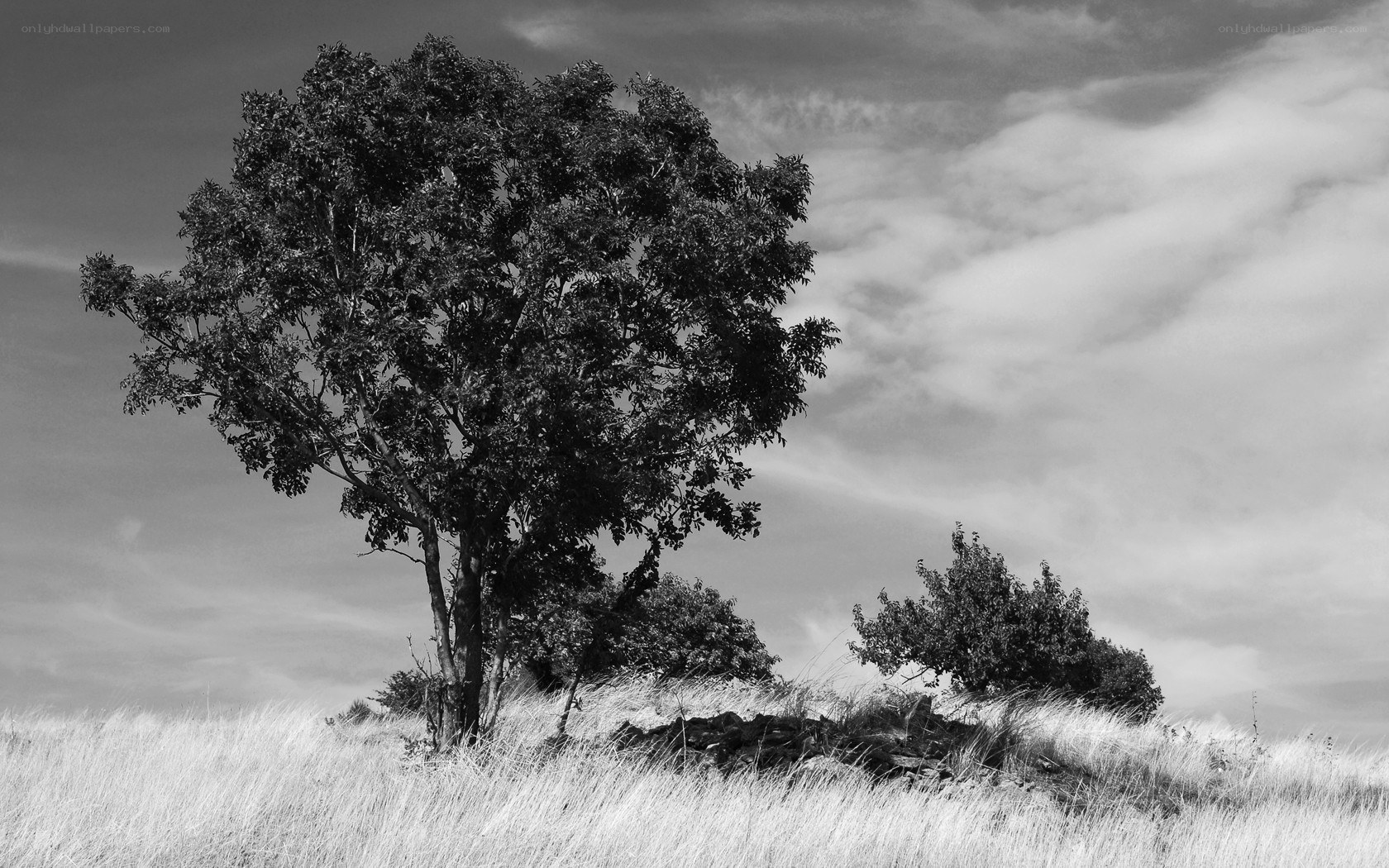 solitary tree on a hill