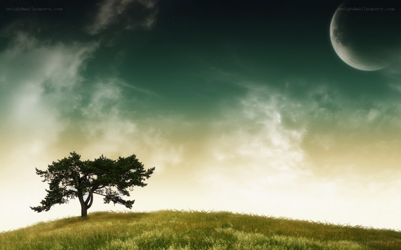 solitary tree on a hill