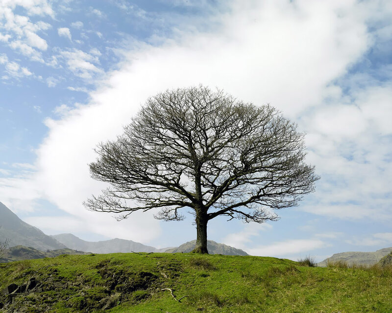 Solitary tree on a hill