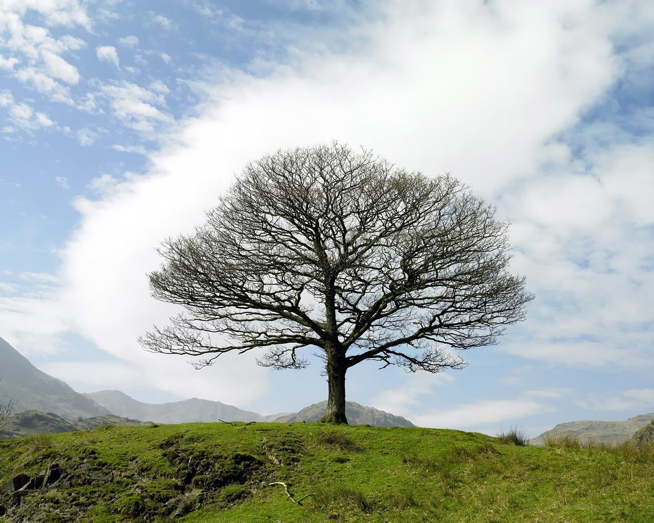 Solitary tree on a hill