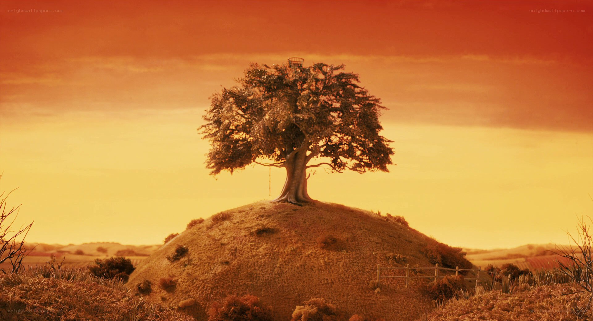 solitary tree on a hill