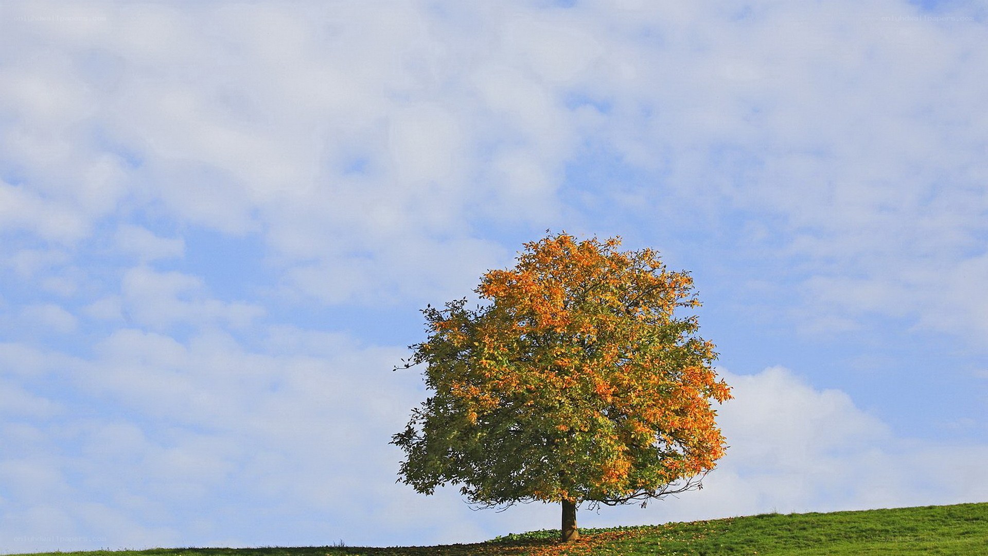 solitary tree on a hill