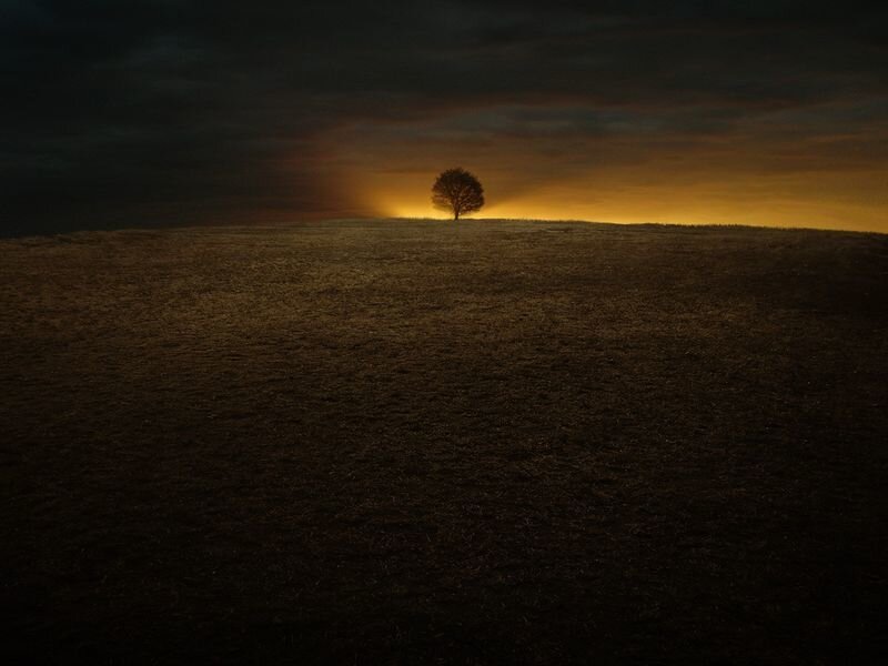 Solitary tree on a hill at dusk