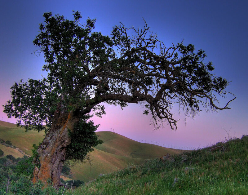Solitary tree on a hill at dusk