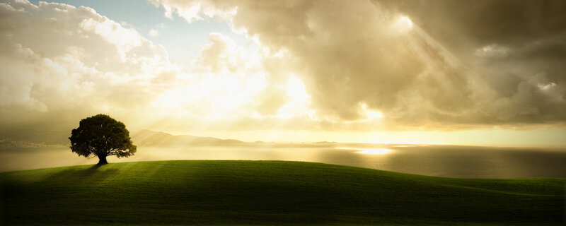Solitary tree on a hill at sunset