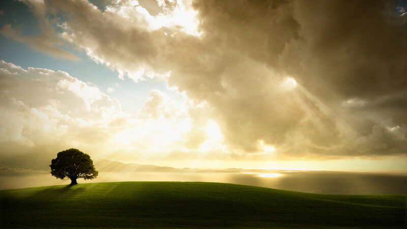 Solitary tree on a hill at sunset