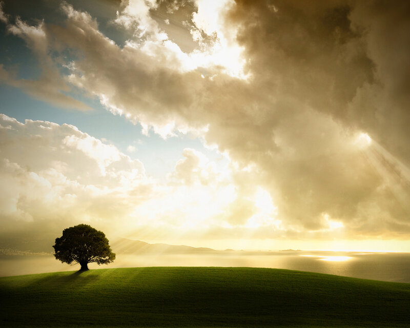 Solitary tree on a hill at sunset