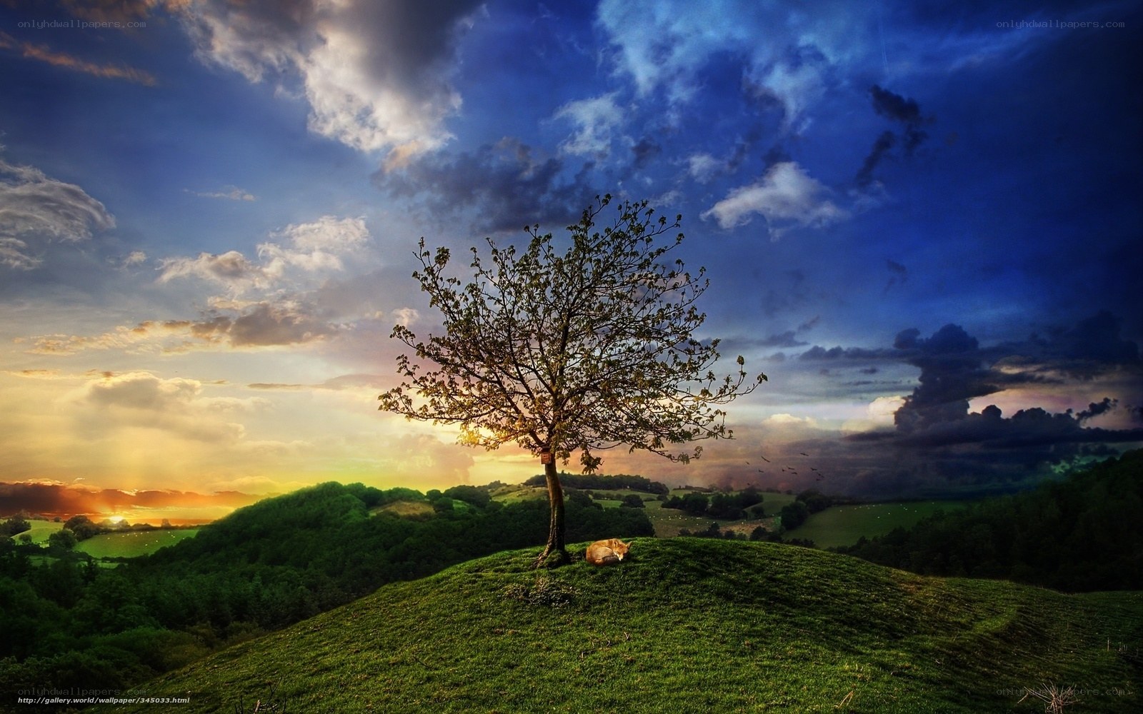 Solitary tree on a hill at sunset