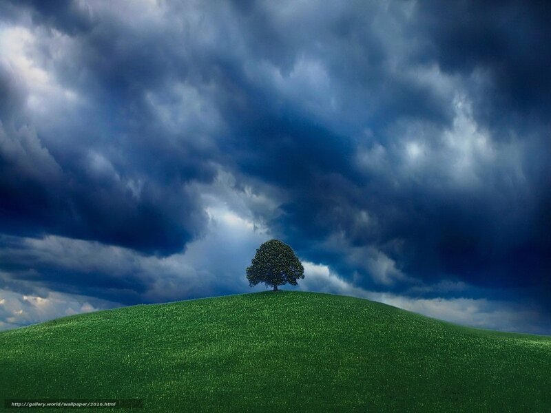 Solitary tree on a hill