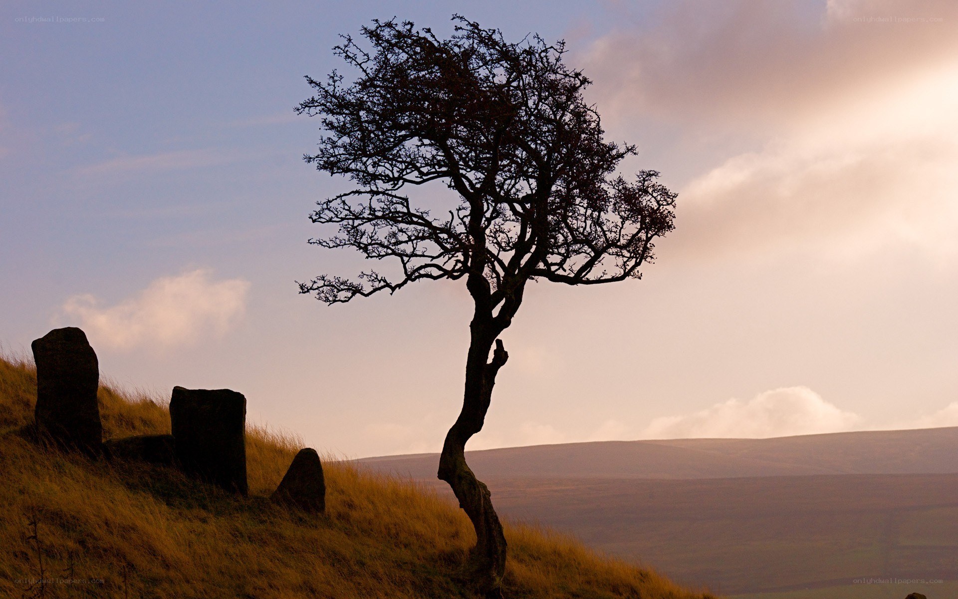 solitary tree on a hillside