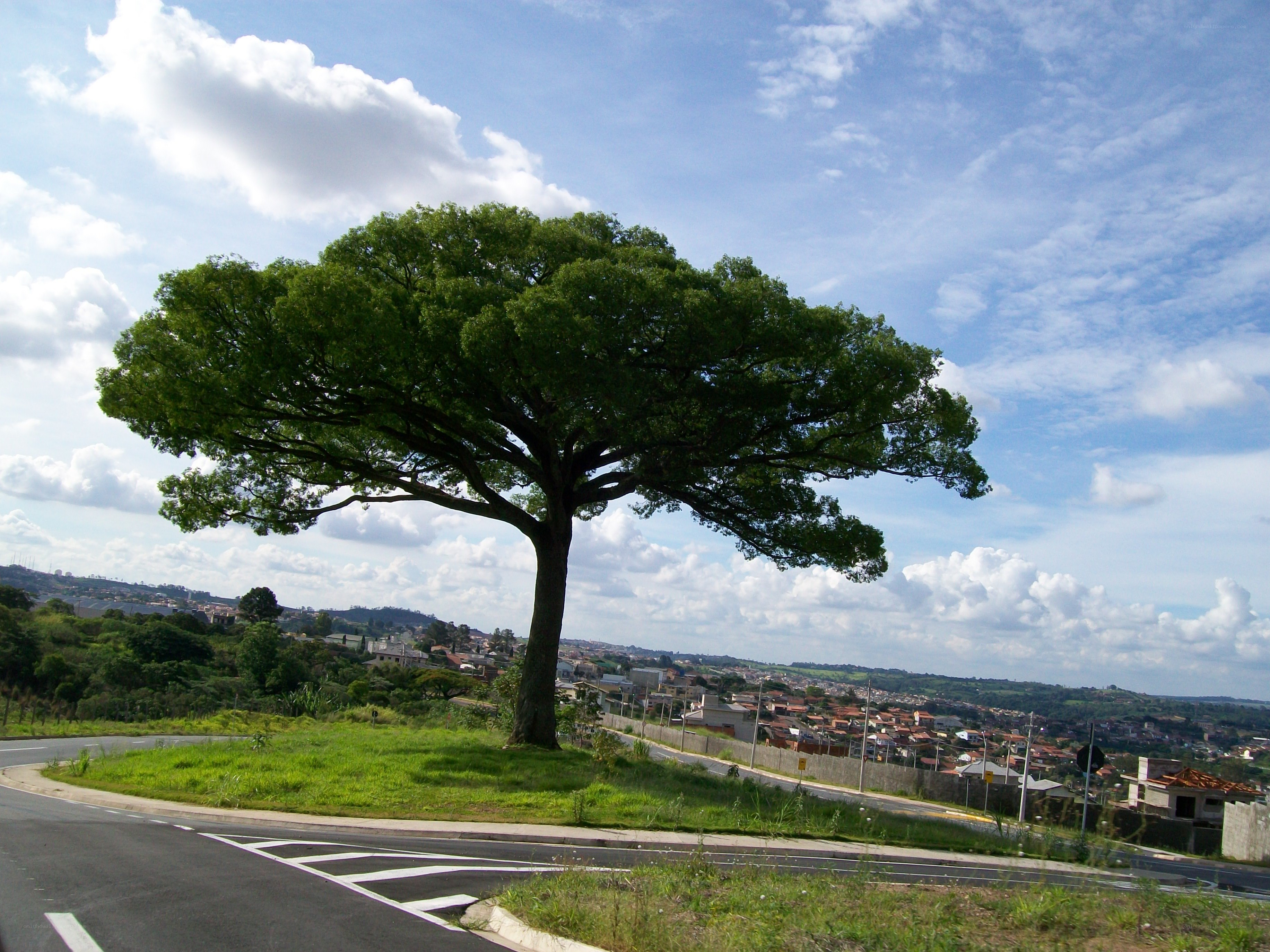Solitary tree on a hillside