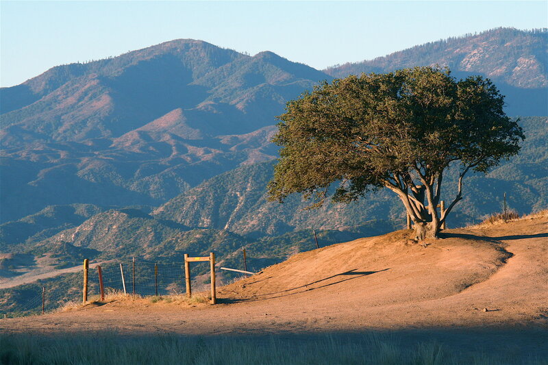 solitary tree on a hillside