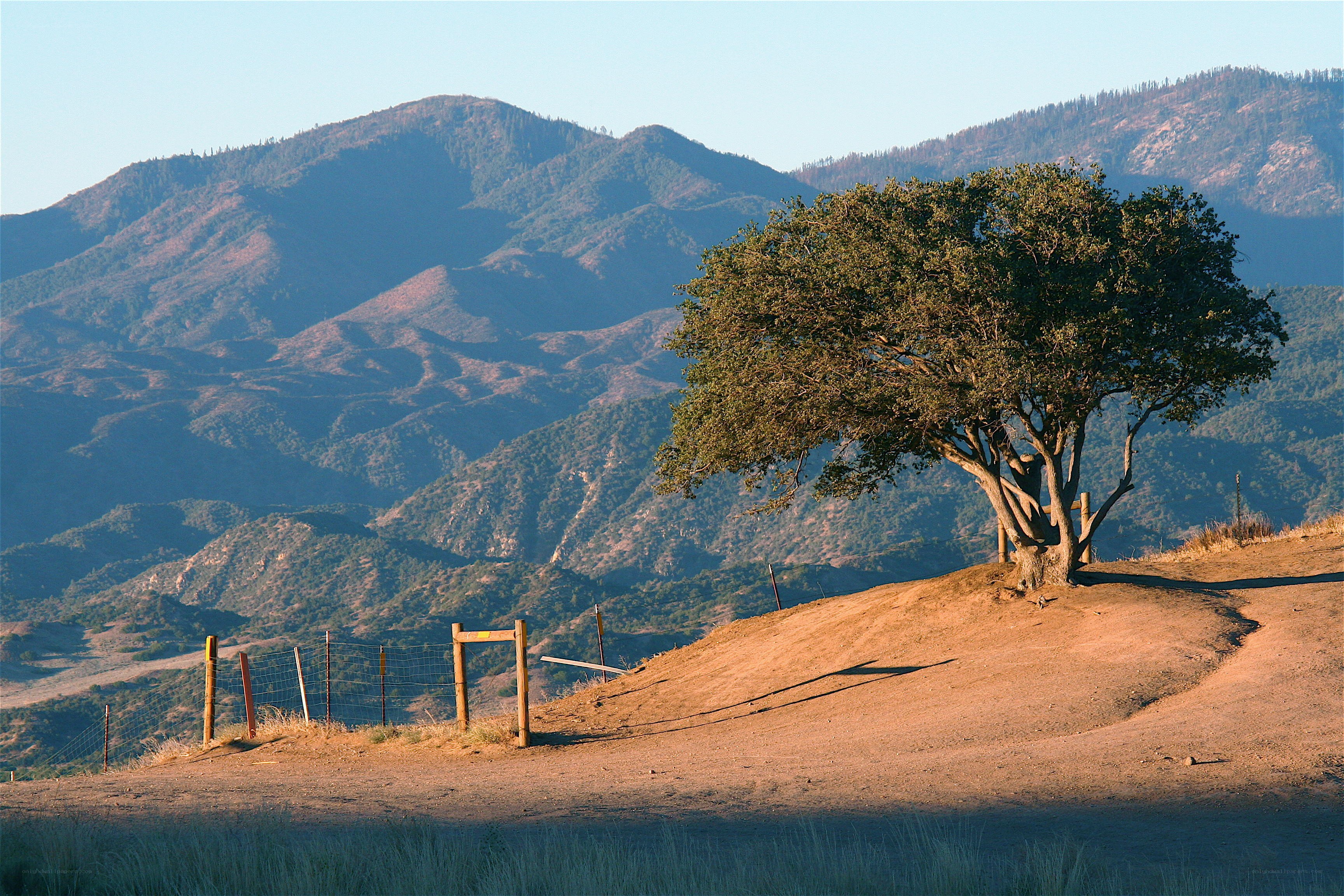 solitary tree on a hillside