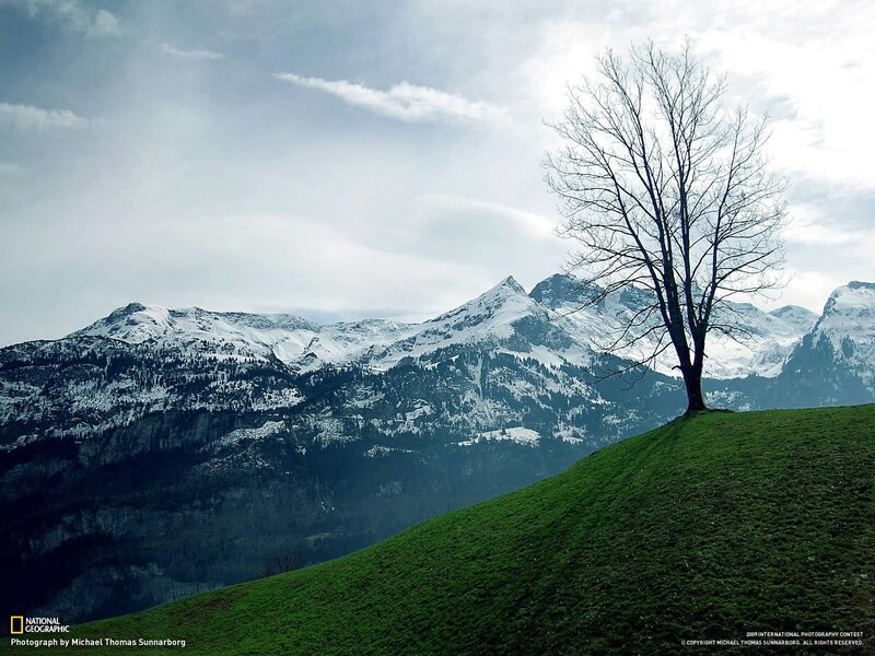 Solitary tree on a hillside
