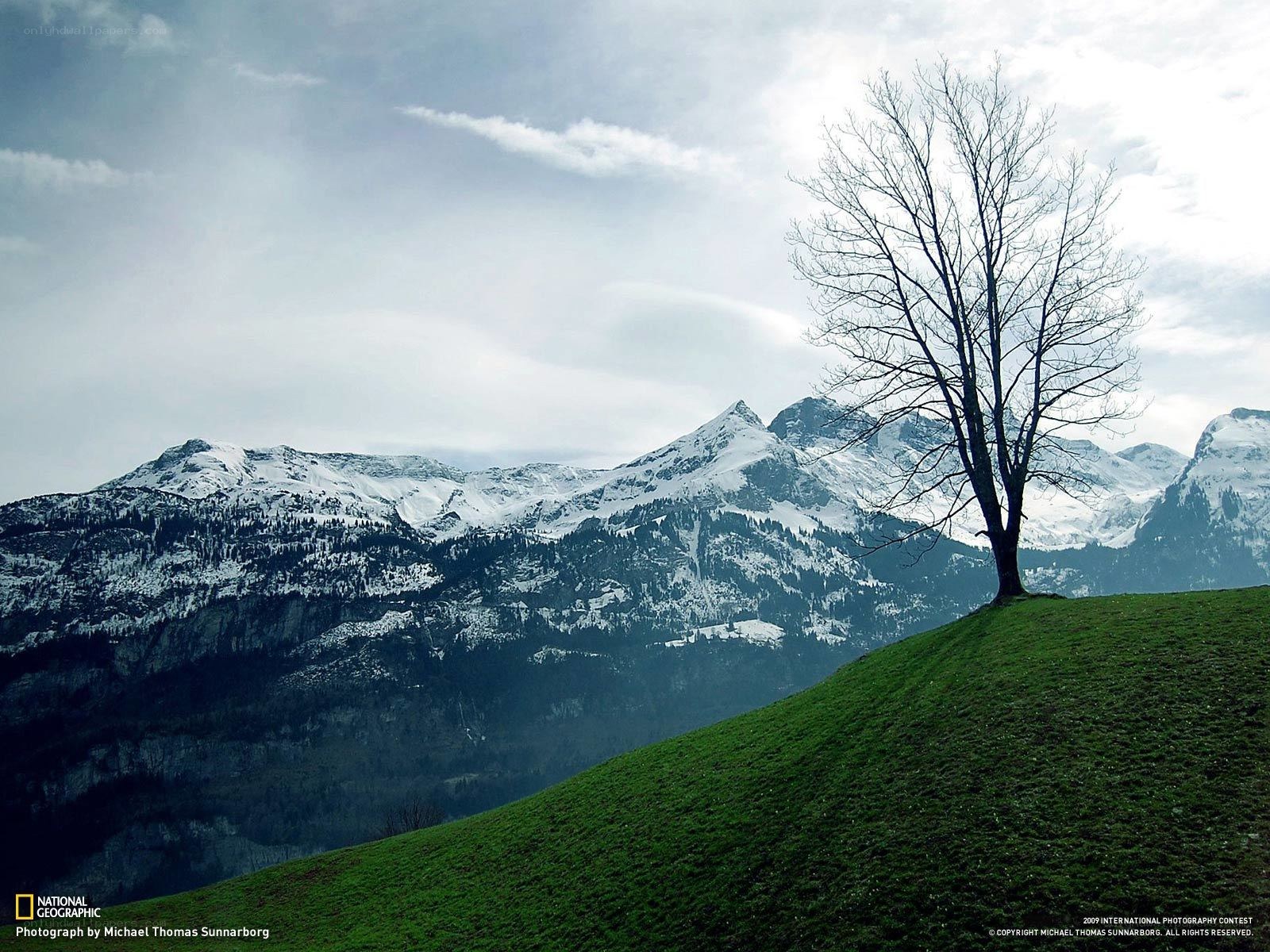Solitary tree on a hillside