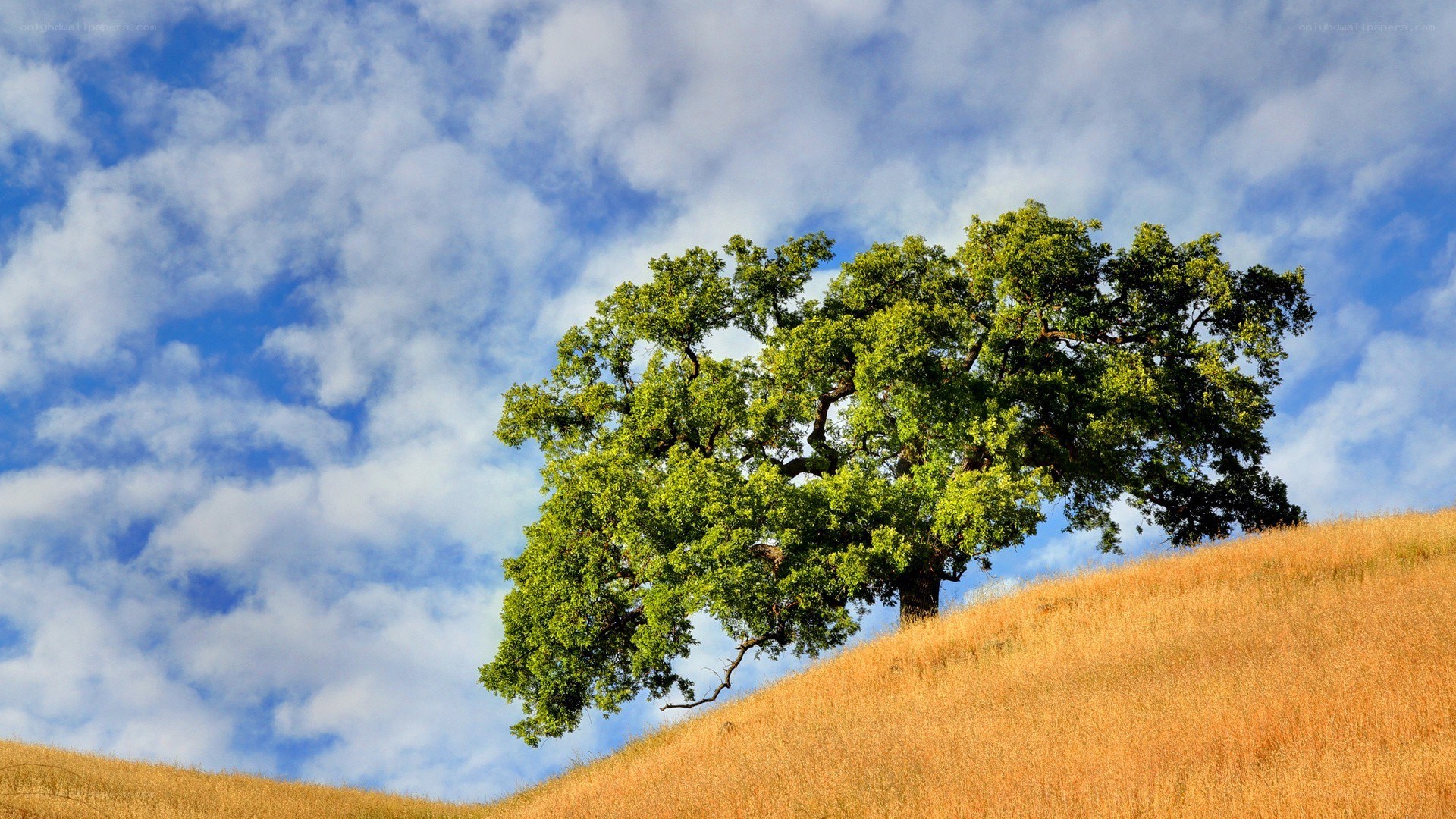Solitary tree on a hillside