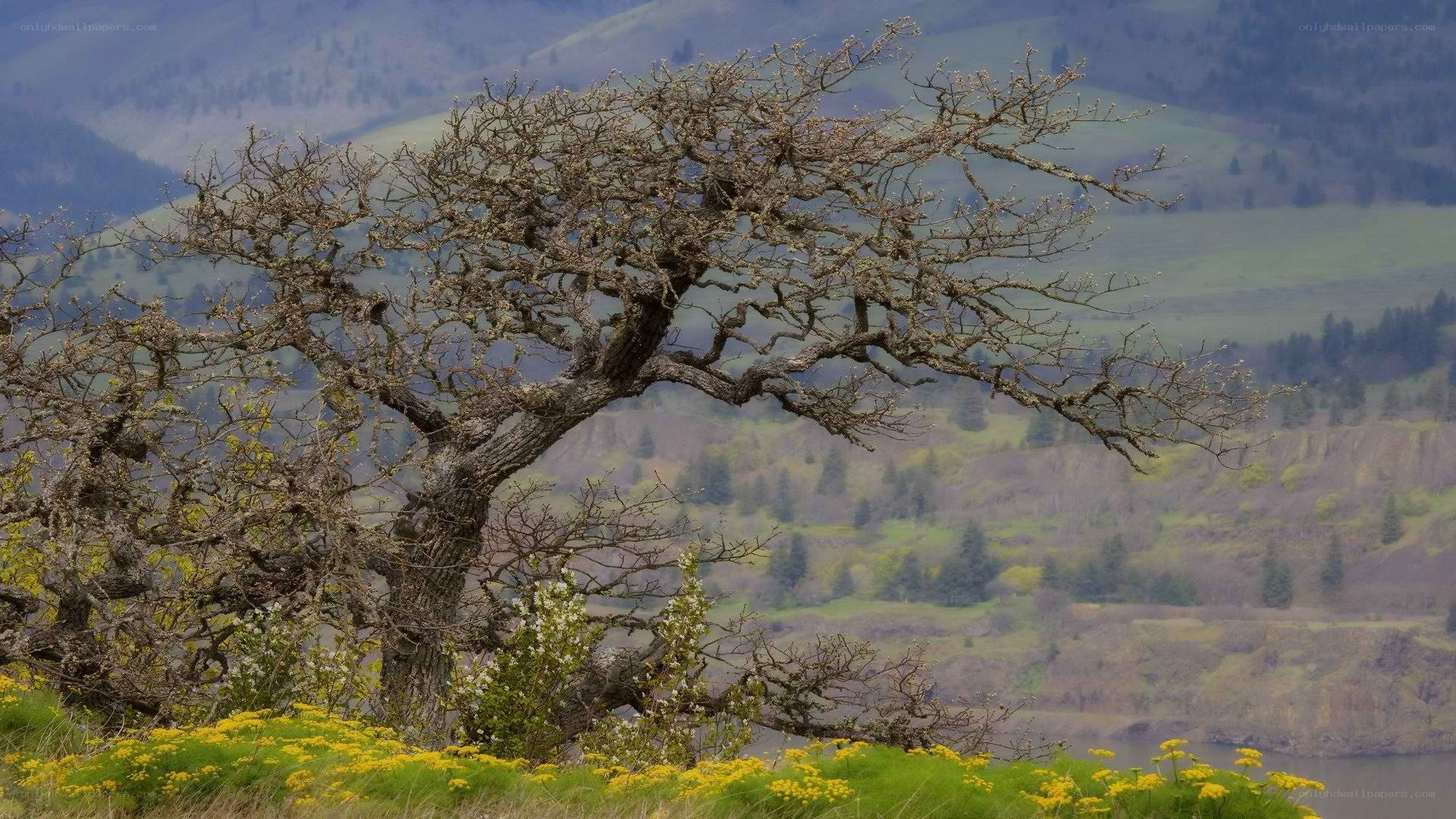 Solitary tree on a hillside