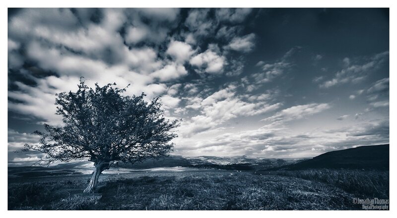 Solitary tree on a hillside