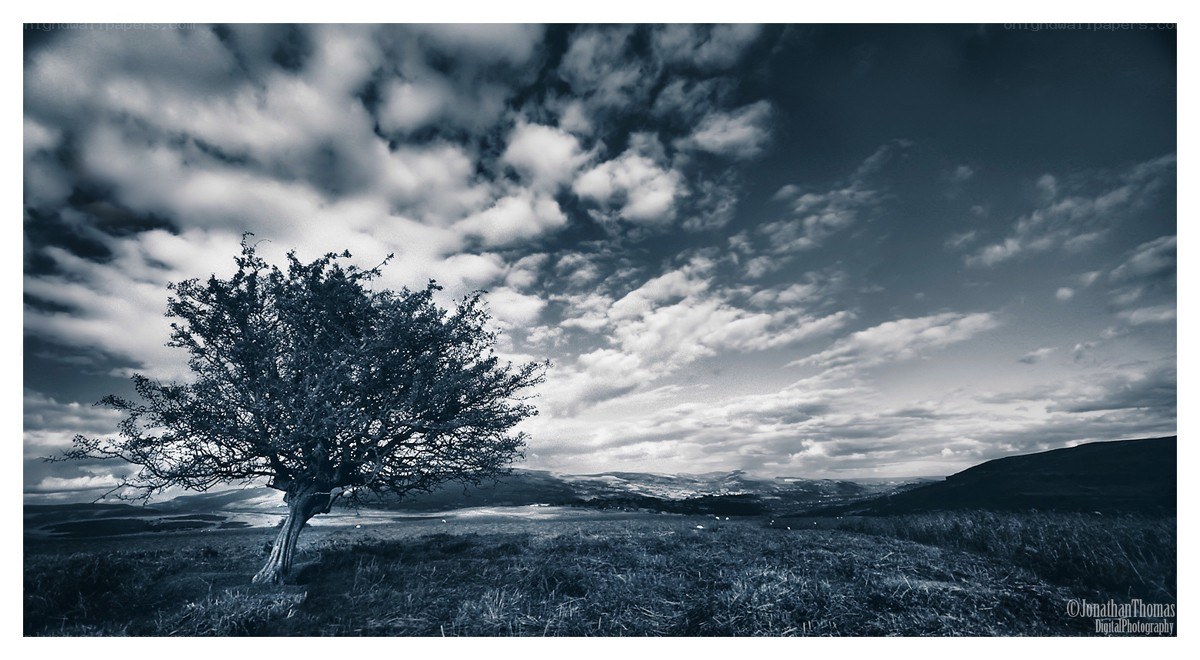 Solitary tree on a hillside