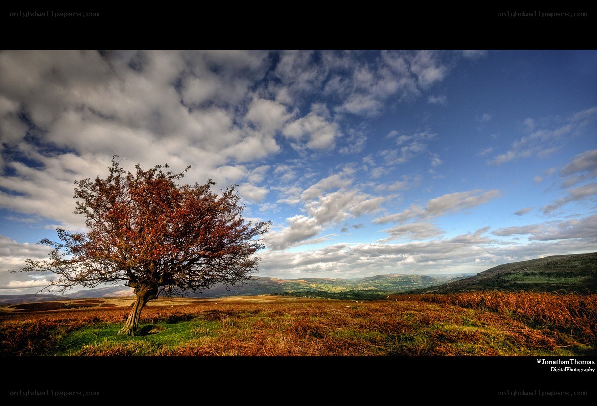 solitary tree on a hillside