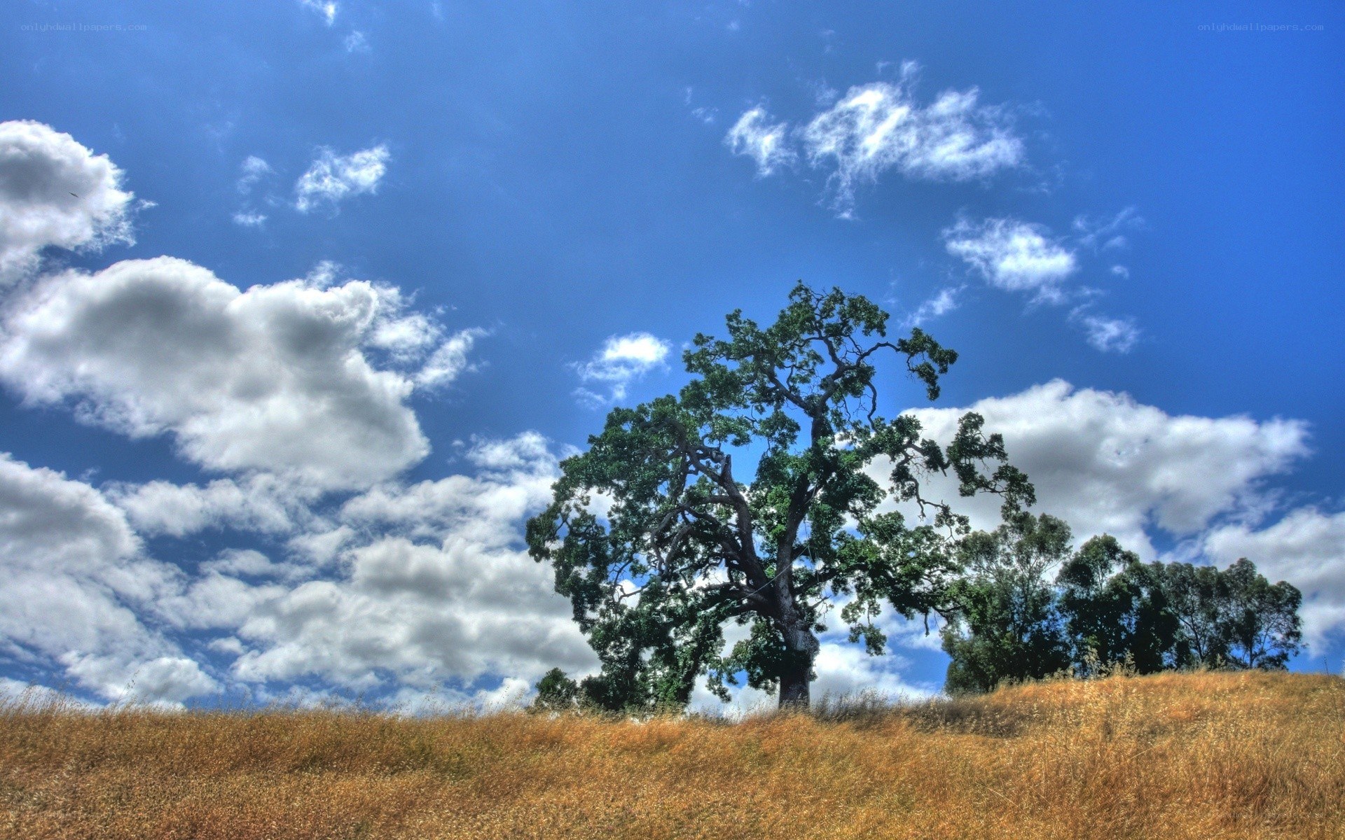 Solitary tree on a hillside