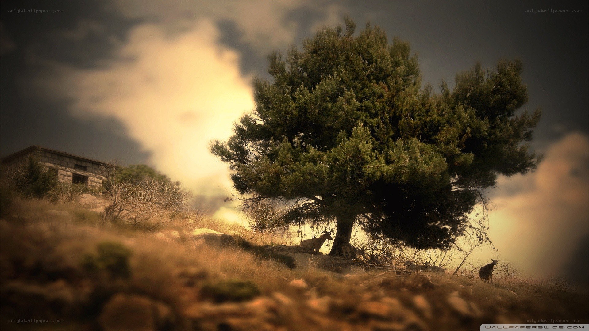 Solitary tree on a hillside