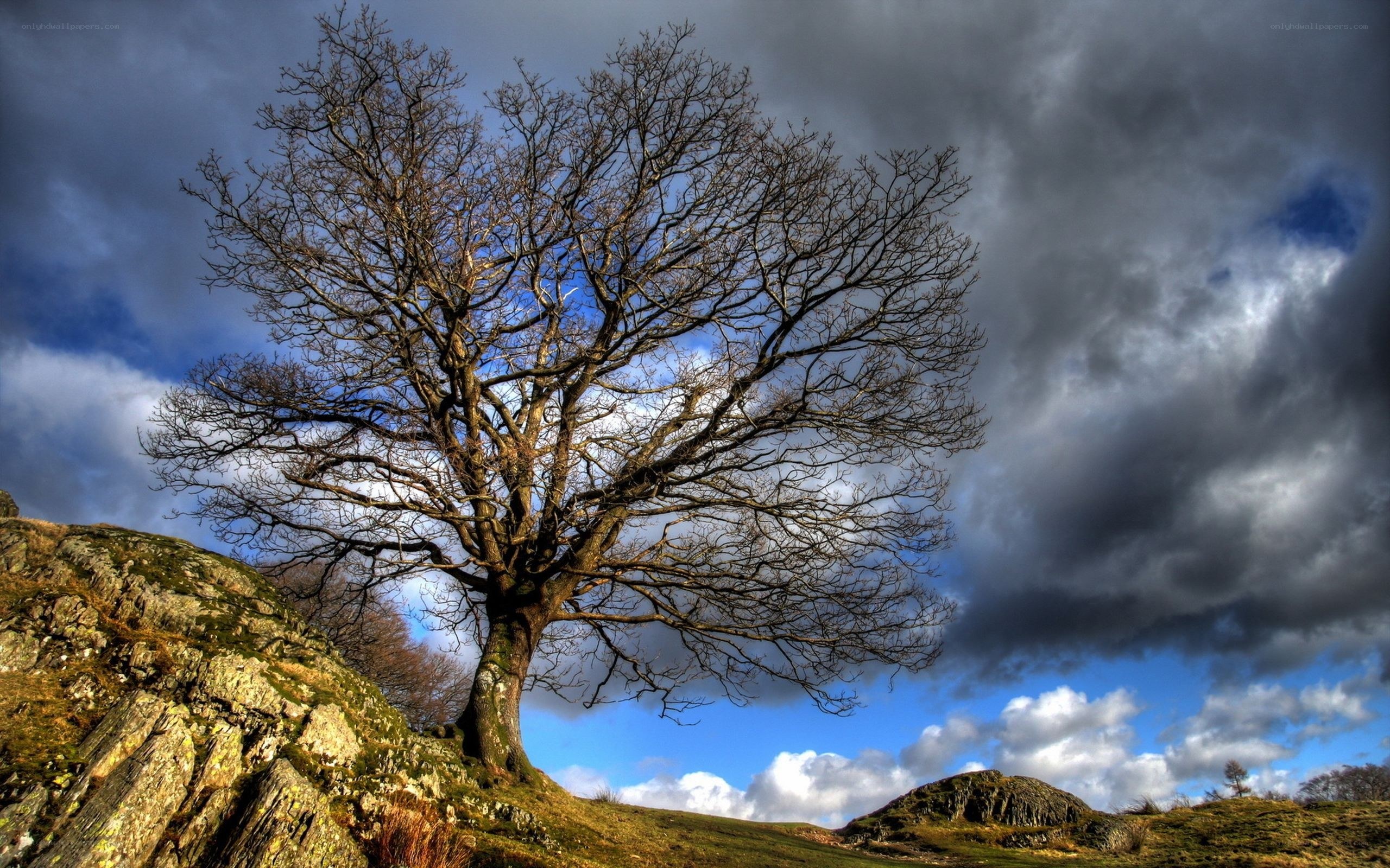 Solitary tree on a hillside