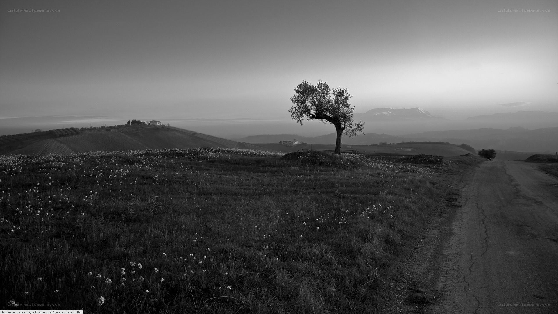 Solitary tree on a hillside