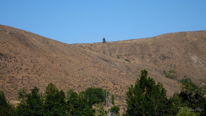 solitary tree on a hillside
