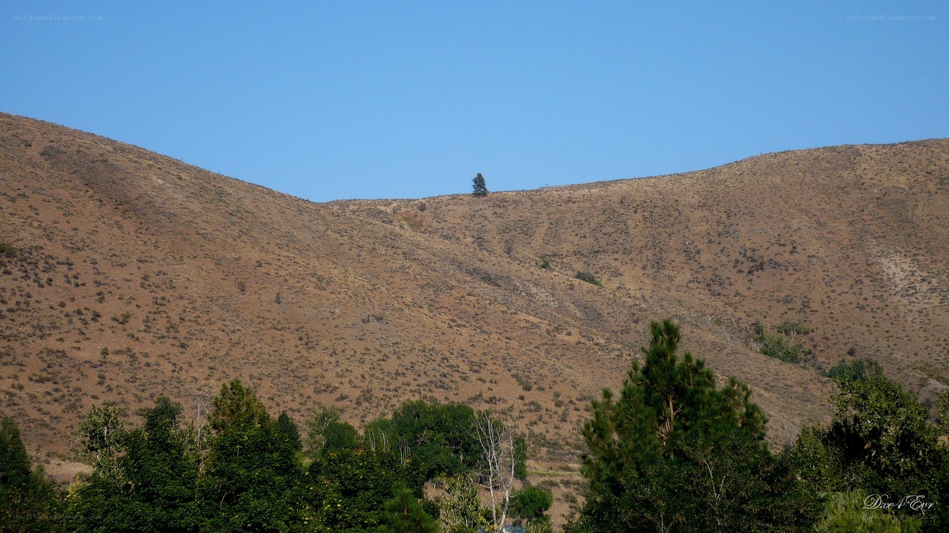 solitary tree on a hillside