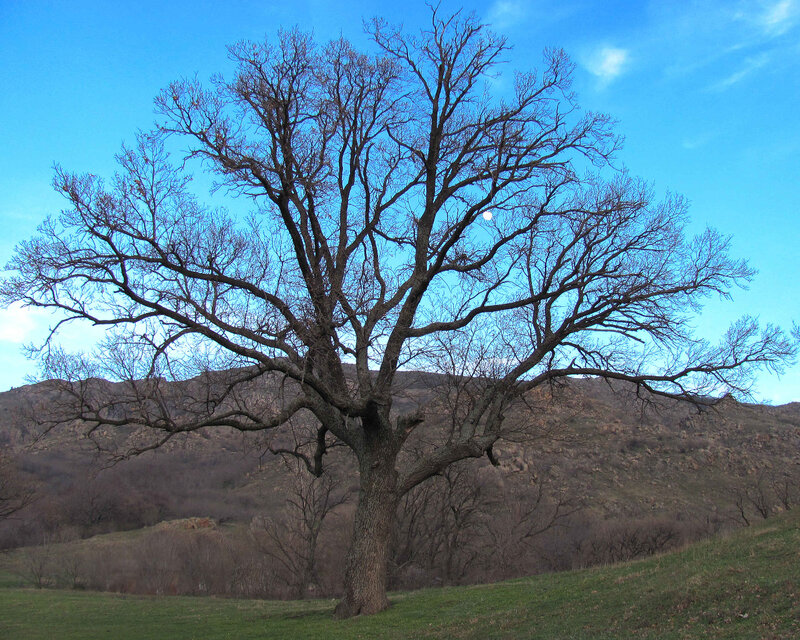 Solitary tree on a hillside