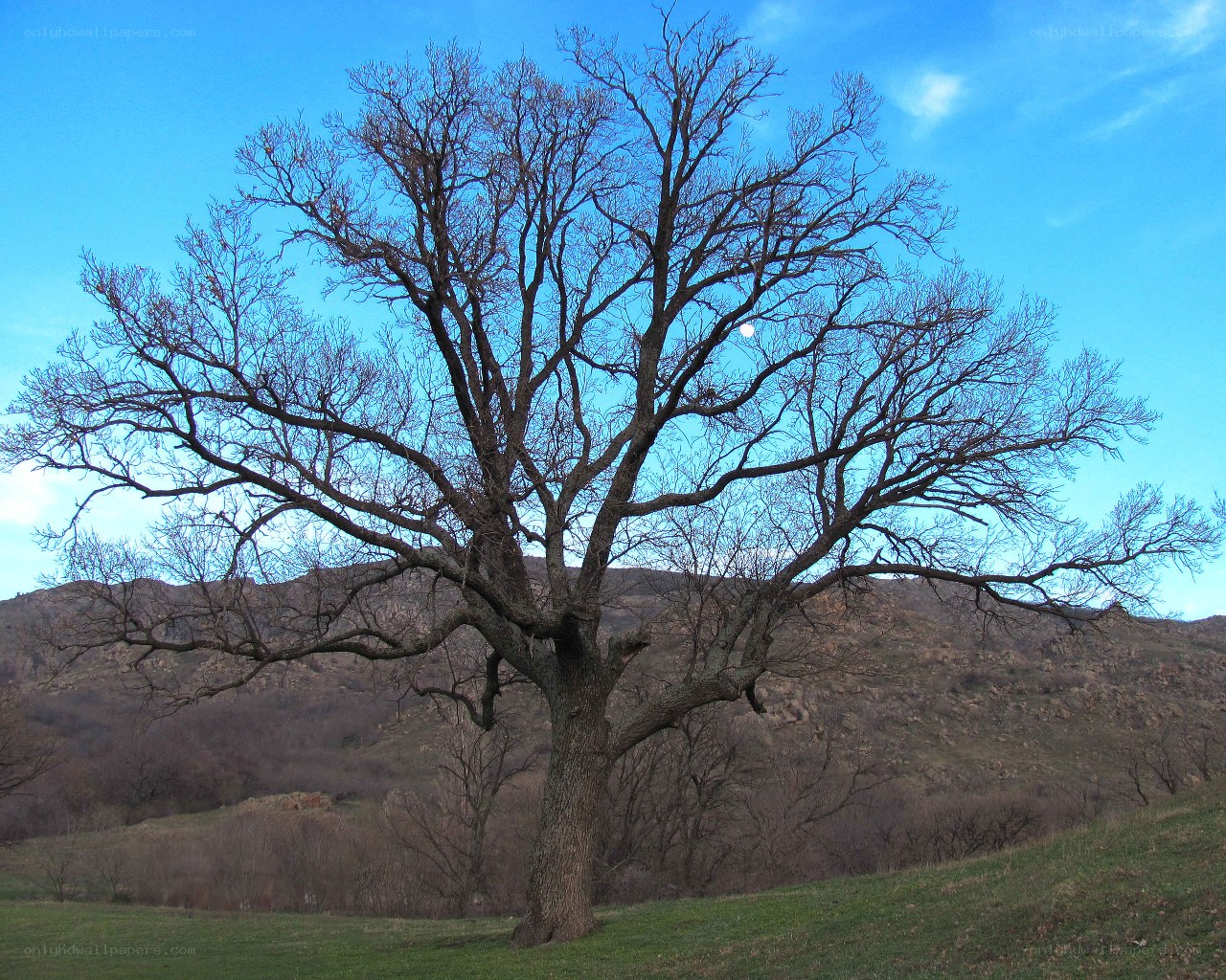 Solitary tree on a hillside