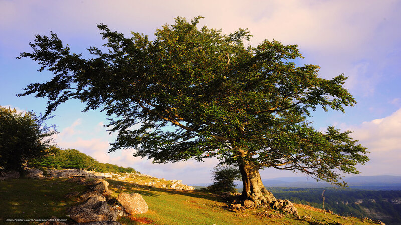 Solitary tree on a hillside