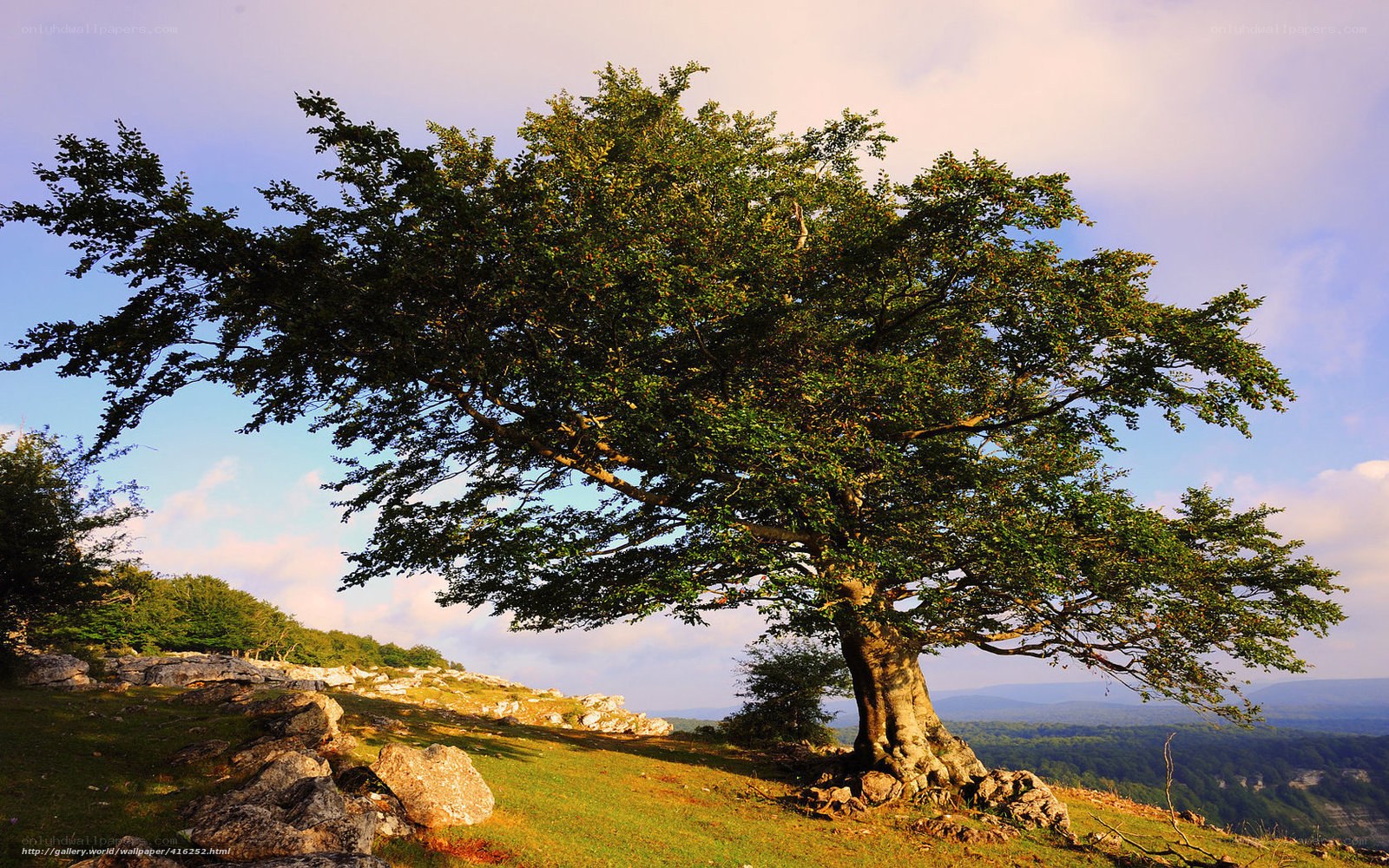 Solitary tree on a hillside