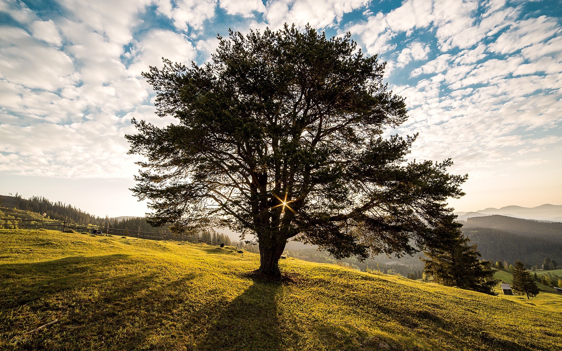 Solitary tree on a hillside
