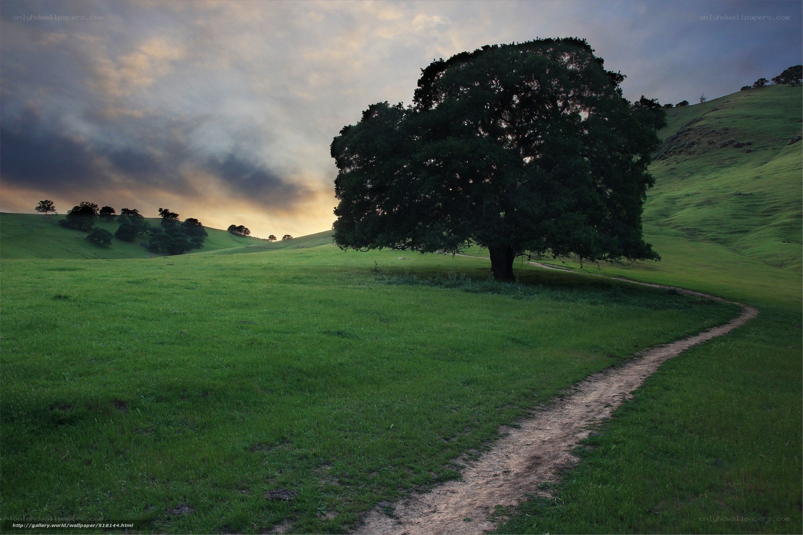 Solitary tree on a hillside path