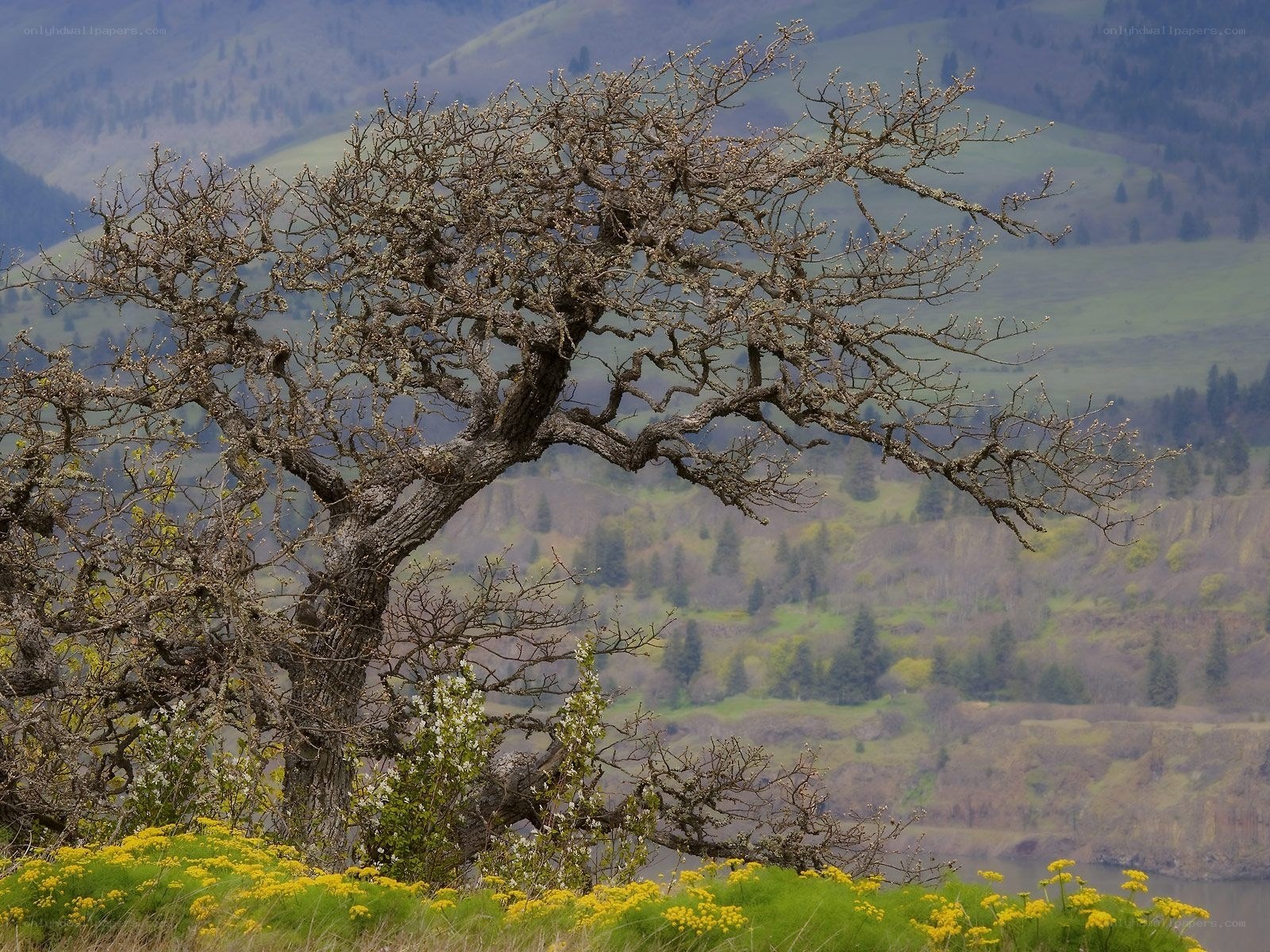 Solitary tree on a hillside