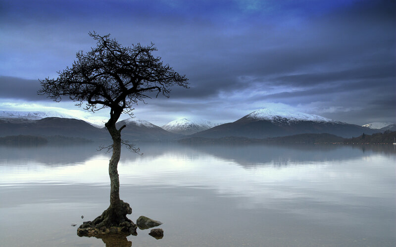 solitary tree on a lake