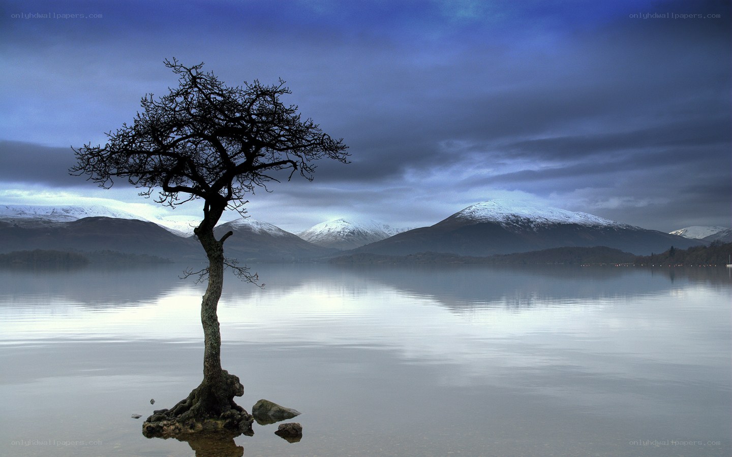 solitary tree on a lake