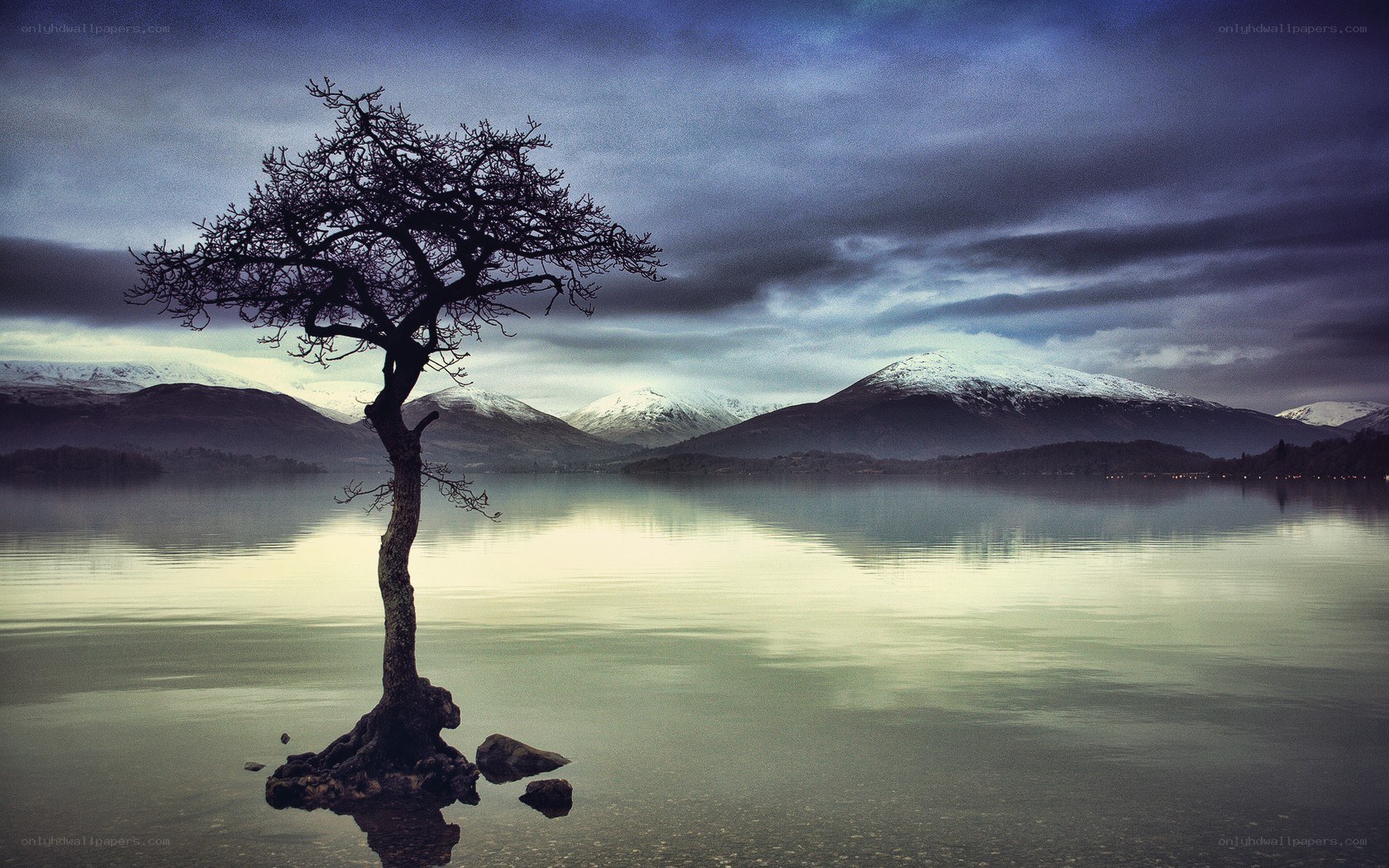 Solitary tree on a lake