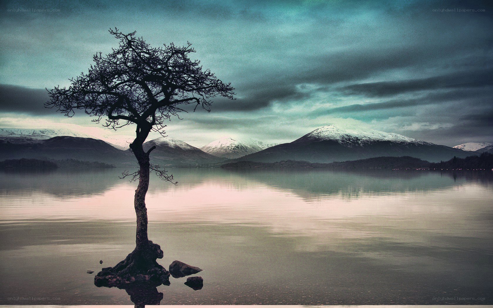Solitary tree on a lake
