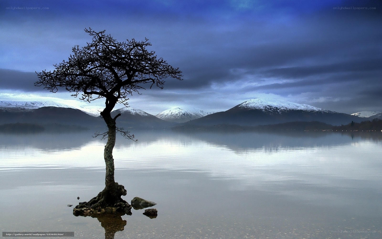 Solitary tree on a lake