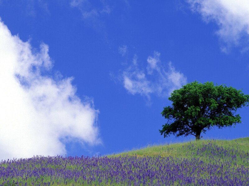 Solitary tree on a lavender hill