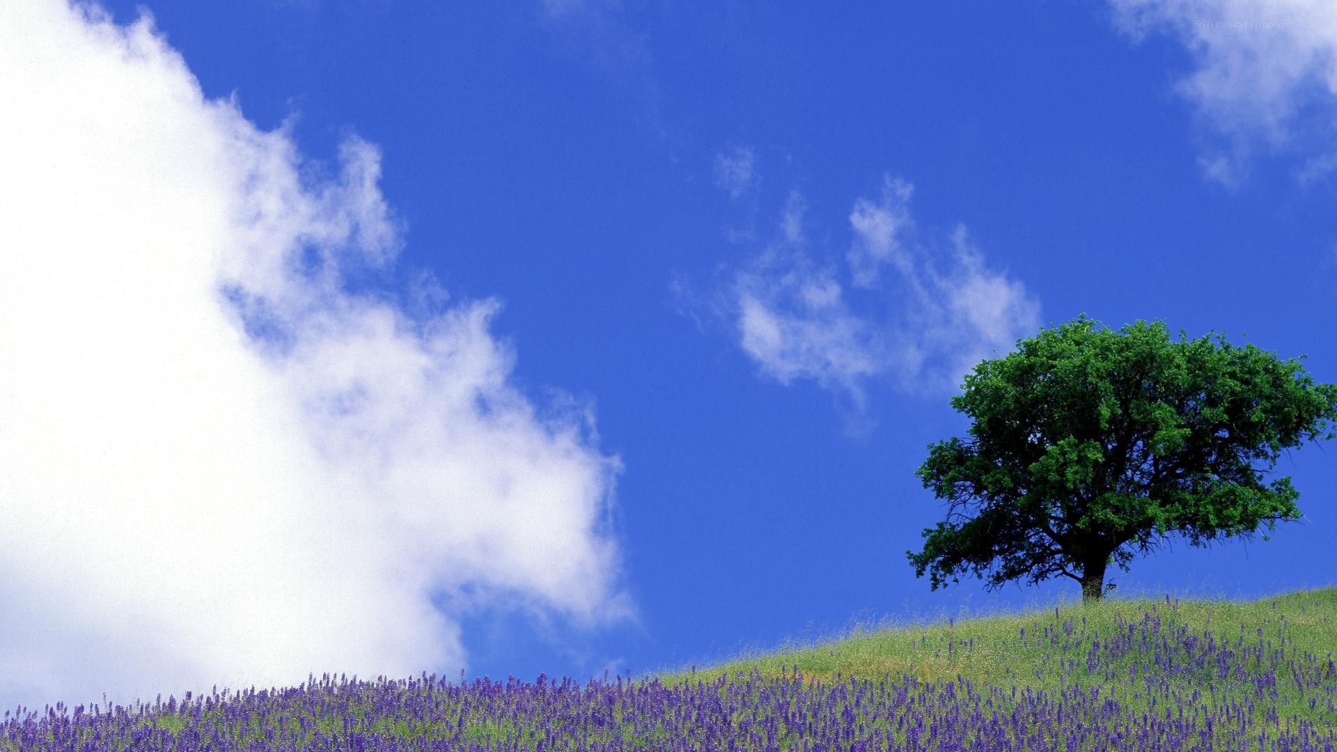 solitary tree on a lavender hill