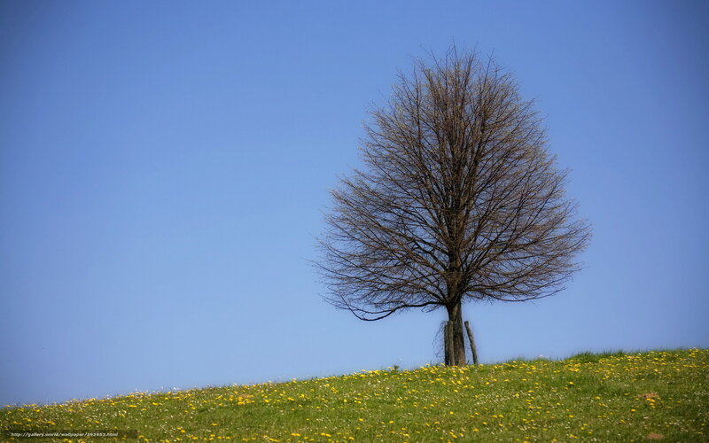 solitary tree on a meadow