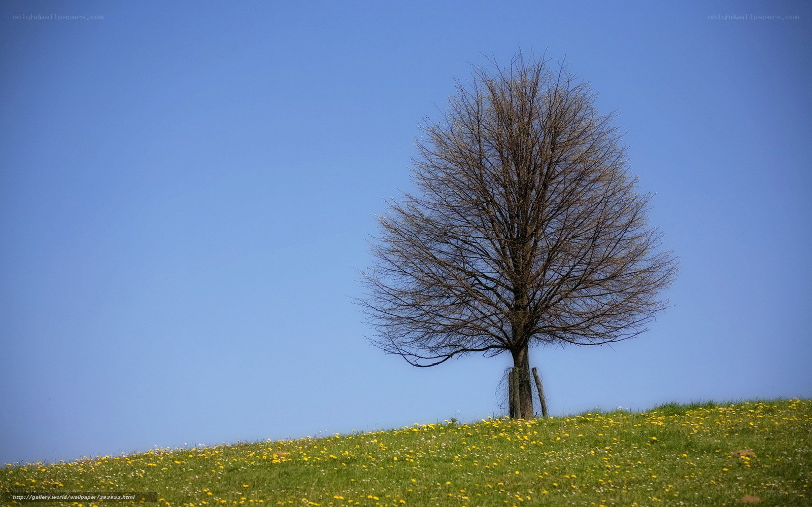 solitary tree on a meadow