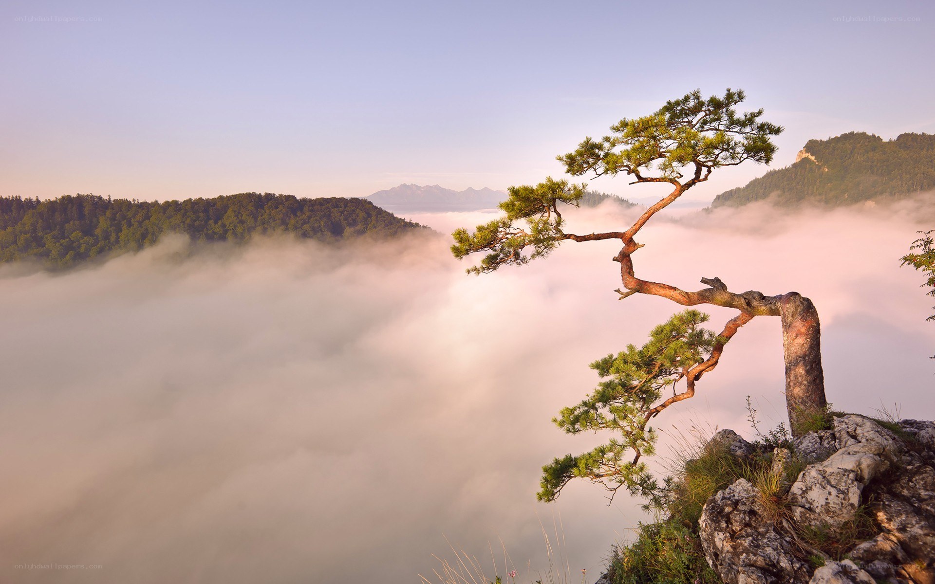 Solitary tree on a misty cliff