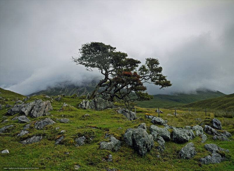 Solitary tree on a misty hill