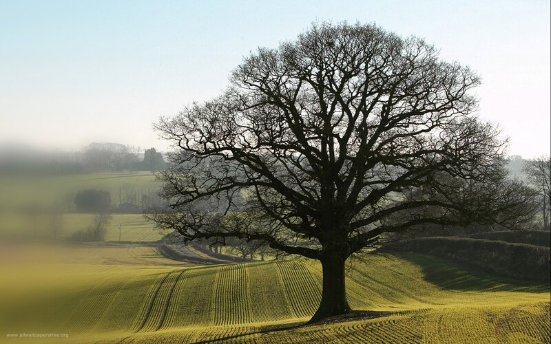 Solitary tree on a misty hill